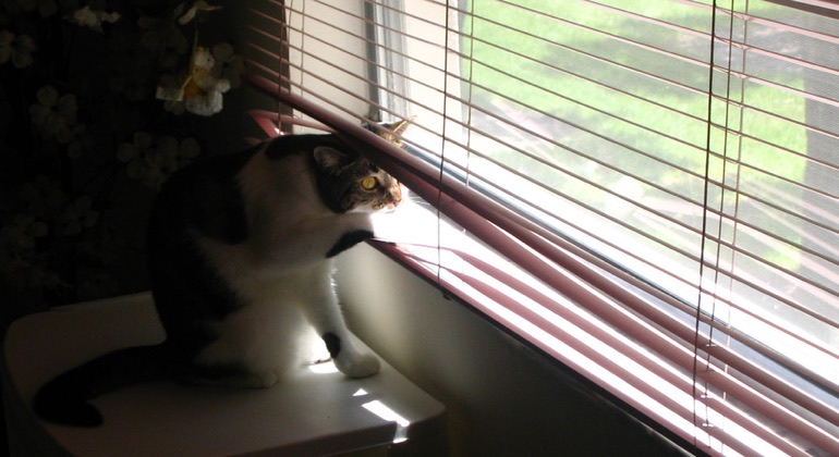 Cat peeking through aluminum blinds in Raleigh.